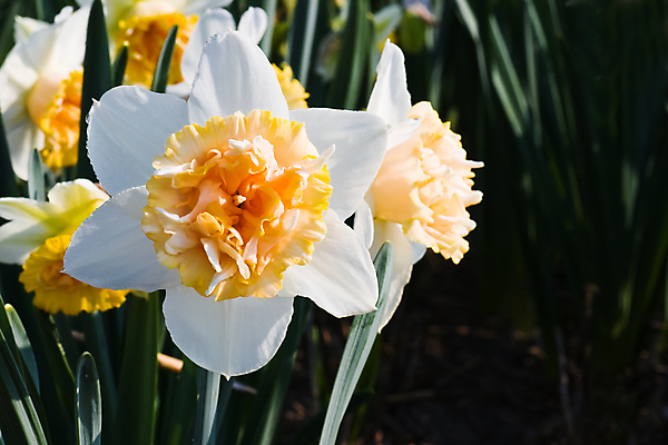 포토 JPG 해외이미지 식물 계절 꽃 유럽 잎 꽃무늬 밭 전구 자연 풍경 사람없음 초록색 컬러풀 노란색 여행객 봄 벚꽃 흰색 개화 네덜란드 향기 수선화 내추럴 밭일 해외202004 해외포토 나라 컬러 무늬 농업 사람 생태계 냄새 파일형식 이미지허브
