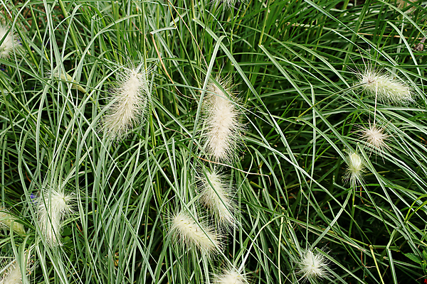 포토 JPG 해외이미지 식물 줄기 자연 잔디 사람없음 신선 개화 닫기 솜털 스파이크 해외202004 해외포토 꽃 모션 생태계 파일형식 이미지허브