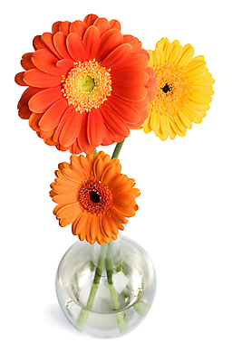 포토 JPG 해외이미지 식물 계절 꽃잎 꽃 줄기 꽃다발 잎 꽃무늬 오렌지 자연 유리 사람없음 장식 빨간색 컬러풀 노란색 머리 정원 봄 성장 벚꽃 흰색 신선 사발 유기농 데이지 심플 부드러움 거베라 고립 엘리먼트 해외202004 해외포토 웰빙 컬러 무늬 과일 재질 신체부위 감각 사기그릇 생태계 파일형식 이미지허브