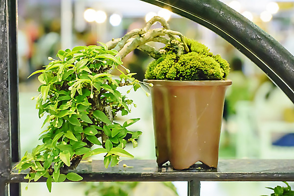 포토 JPG 해외이미지 나무 식물 전통 디자인 아시아 문화 여행 패턴 자연 동양인 사람없음 장식 초록색 일본 중국 역사 작음 원예 분재 옛날 스타일 해외202004 해외포토 나라 컬러 무늬 인종 취미 크기 생태계 파일형식 이미지허브