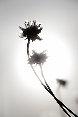 포토 JPG 해외이미지 식물 꽃 실루엣 백그라운드 잎 꽃무늬 자연 추상 미술 사람없음 야외 장식 파란색 햇빛 태양 정원 검은색 일몰 봄 새벽 수확 벚꽃 흰색 투명 황무지 소프트포커스 질감 복고 부드러움 내추럴 생태학 세피아 특별함 몽환 오싹 미니멀리스트 해외202004 해외포토 자연요소 계절 교육 컬러 컨셉 무늬 농업 문화예술 촬영기법 노을 감각 생태계 파일형식 이미지허브