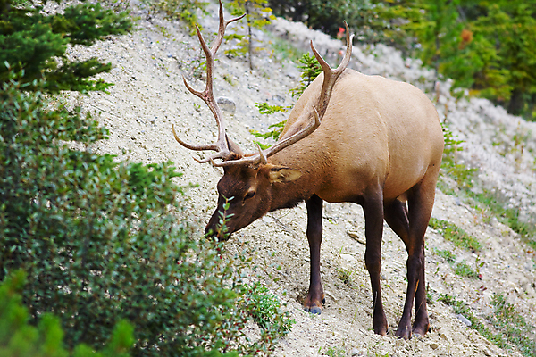 포토 JPG 해외이미지 동물 공원 남자 야생동물 여행 캐나다 포유류 자연 산 털 뿔 풍경 사람없음 야외 가로 갈색 달러 계곡 미국 게임 시골 숲 큼 방목 먹기 황소 사냥 북쪽 밴프 수유 순록 앨버타 엘크 전국 해외202004 해외포토 공공시설 컬러 돈 북아메리카 모션 놀이 사람 소 축산업 크기 방향 생태계 파일형식 이미지허브