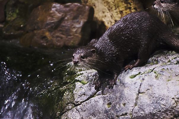 포토 JPG 해외이미지 동물 전통 디자인 옷 유럽 호수 야생동물 음식 바다 백그라운드 패턴 바지 포유류 자연 표면 수염 털 동물원 어류 사람없음 야외 장식 초록색 물 파란색 강 갈색 유행 식사 어둠 젖음 흰색 직물 신선 도시 면 가장자리 보호 먹이 남색 당구 먹기 묘사 질감 땀 캔버스 육식동물 섬유 육식 내추럴 그런지 동물상 옛날 스타일 해외202004 해외포토 자연요소 나라 컬러 컨셉 무늬 모션 하의 조형물 구기 수중동물 둘레 생태계 파일형식 이미지허브