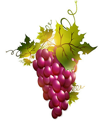 EPS 해외이미지 식물 열매 잎 과일 일러스트 재료 포도 보라색 수확 나뭇가지 맛 다발 유기농 포도밭 내추럴 숙성 양조장 해외202004 해외일러스트 나무 웰빙 컬러 컨셉 밭 농업 파일형식 벡터 이미지허브