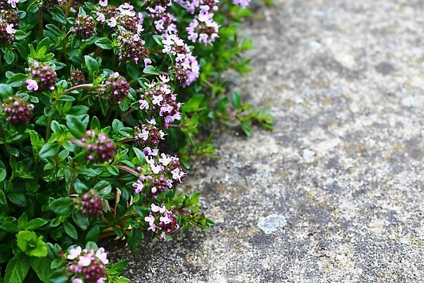 포토 JPG 해외이미지 식물 음식 잎 자연 건강 요리 사람없음 초록색 정원 성장 허브 향신료 유기농 내추럴 백리향 해외202004 해외포토 웰빙 컬러 생태계 향미료 파일형식 이미지허브