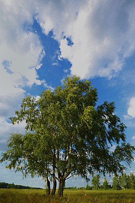 포토 JPG 해외이미지 나무 구름 1 계절 잎 밭 자연 하늘 풍경 사람없음 야외 목재 초록색 여름 파란색 빛 컬러풀 봄 가을 나뭇가지 큼 싱글 자작나무 내추럴 혼자 해외202004 해외포토 자연요소 식물 컬러 농업 재료 크기 생태계 파일형식 이미지허브