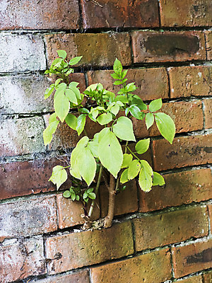 포토 JPG 해외이미지 식물 벽 줄기 잎 자연 벽돌 사람없음 건물 정원 손상 시멘트 썩음 해외202004 해외포토 건축물 컨셉 생태계 파일형식 이미지허브