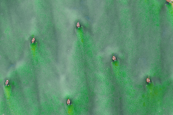 포토 JPG 해외이미지 식물 디자인 꽃 음식 백그라운드 잎 패턴 자연 추상 멕시코 선인장 건강 사람없음 장식 초록색 사막 흰색 신선 가시 척추 묘사 질감 날카로움 스파이크 내추럴 해외202004 해외포토 컬러 북아메리카 무늬 뼈 생태계 파일형식 이미지허브