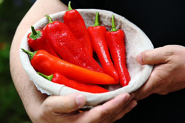 포토 JPG 해외이미지 식물 음식 다이어트 토마토 채소 과일 재료 고추 건강 요리 사람없음 빨간색 초록색 바구니 주방 정원 저녁식사 샐러드 신선 잡기 뜨거움 맛 지중해 향신료 매움 후추 팔 내추럴 점심식사 채식주의자 페퍼로니 해외202004 해외포토 바다 컬러 컨셉 모션 신체부위 식사 소시지 채식 향미료 파일형식 이미지허브