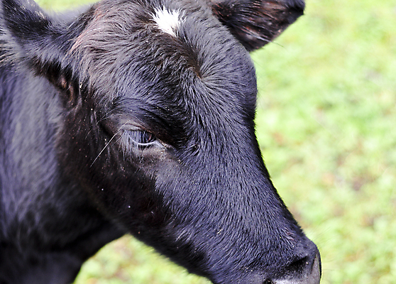 포토 JPG 해외이미지 음식 털 육류 사람없음 농장 검은색 소고기 소 가죽 송아지 해외202004 해외포토 새끼 컬러 농업 식재료 포유류 파일형식 이미지허브