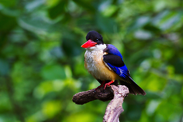 포토 JPG 해외이미지 동물 응시 아시아 야생동물 태국 자연 조류 생물 어류 서기 웃음 동양인 사람없음 야외 빨간색 초록색 파란색 컬러풀 햇빛 머리 환경 검은색 흰색 나뭇가지 황무지 보호 숲 열대우림 깃털 부리 사냥꾼 내추럴 경보 물총새 해외202004 해외포토 나무 직업 시선 나라 컬러 컨셉 모션 표정 인종 신체부위 태양 수중동물 생태계 파일형식 이미지허브