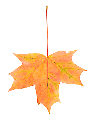 포토 JPG 해외이미지 나무 식물 1 계절 줄기 단풍 잎 자연 건조 사람없음 빨간색 노란색 활발 가을 흰색 변화 떨어짐 9월 싱글 10월 고립 옛날 해외202004 해외포토 컬러 컨셉 날짜 생태계 파일형식 이미지허브