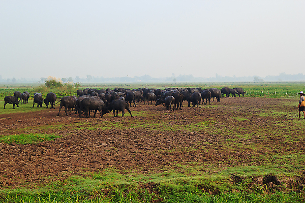 포토 JPG 해외이미지 나무 동물 1 공원 남자 아시아 문화 야생동물 분홍색 농업 포유류 태국 자연 밥 근육 노동자 생물 뿔 서기 사람없음 야외 초록색 물 농장 힘 수확 흰색 연못 업무 뜨거움 농부 위험 큼 먹기 사파리 진흙 무거움 내추럴 고립 동물상 해외202004 해외포토 자연요소 식물 직업 공공시설 나라 산업 음식 컬러 컨셉 모션 사람 조형물 작업 무게 크기 생태계 파일형식 이미지허브
