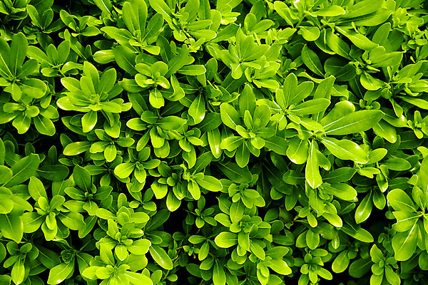 포토 JPG 해외이미지 식물 백그라운드 잎 밭 자연 추상 풍경 잔디 사람없음 야외 초록색 여름 환경 침묵 활발 젖음 성장 흰색 시골 신선 칼날 선택 땅 가득함 원예 심플 조경 내추럴 해외202004 해외포토 계절 컬러 컨셉 무늬 농업 취미 소리 생태계 파일형식 이미지허브