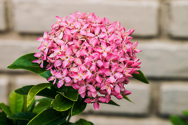 포토 JPG 해외이미지 식물 꽃잎 꽃 분홍색 꽃다발 백그라운드 자연 사람없음 빨간색 초록색 컬러풀 정원 성장 벚꽃 신선 인도인 서쪽 해외202004 해외포토 외국인 컬러 동양인 방향 생태계 파일형식 이미지허브