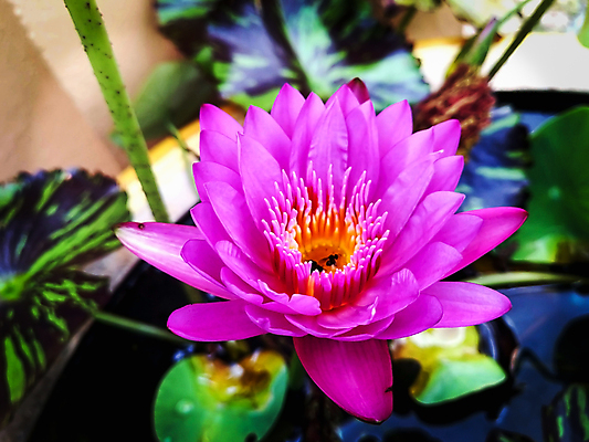 포토 JPG 해외이미지 식물 꽃잎 꽃 호수 분홍색 백그라운드 잎 꽃무늬 자연 사람없음 야외 초록색 물 정원 봄 벚꽃 연못 개화 당구 내추럴 해외202004 해외포토 자연요소 계절 컬러 무늬 구기 생태계 파일형식 이미지허브