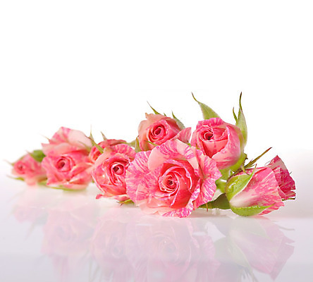 포토 JPG 해외이미지 식물 기념일 꽃잎 꽃 꽃다발 백그라운드 잎 꽃무늬 자연 벽지 결혼식 발렌타인데이 선물 사랑 사람없음 장식 빨간색 장미 정원 보라색 축제 성장 축하 신선 개화 의식 다발 순수 질감 기회 향기 냄새 열정 악취 해외202004 해외포토 감정 컬러 결혼 컨셉 무늬 데이이벤트 이벤트 생태계 파일형식 이미지허브