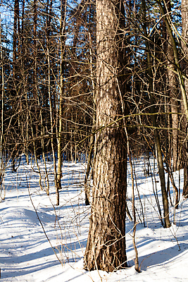 포토 JPG 해외이미지 나무 식물 겨울 곡선 자연 하늘 그림자 사람없음 야외 목재 세로 파란색 갈색 맑음 흰색 숲 많음 해외202004 해외포토 계절 선 컬러 컨셉 재료 날씨 생태계 파일형식 이미지허브