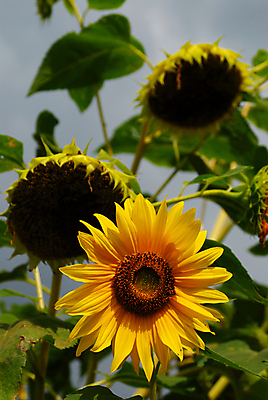 포토 JPG 해외이미지 식물 꽃잎 꽃 음식 잎 밭 농업 재료 자연 해바라기 사람없음 장식 초록색 여름 농장 노란색 정원 유기농 채식주의자 해외202004 해외포토 웰빙 계절 산업 컬러 생태계 채식 파일형식 이미지허브