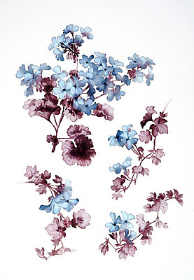 JPG 해외이미지 식물 꽃다발 일러스트 붓터치 수채화 사람없음 그림 번짐 해외202004 해외일러스트 꽃 파일형식 효과 이미지허브