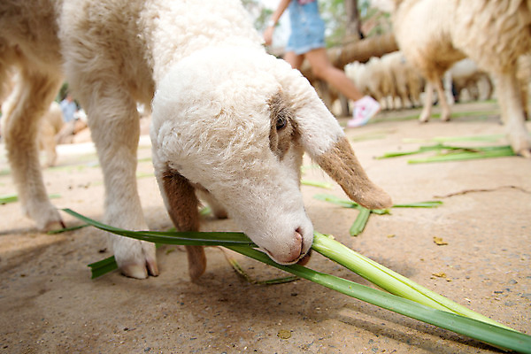 포토 JPG 해외이미지 동물 어린이 밭 농업 포유류 사람없음 야외 초록색 울타리 농장 환경 목장 흰색 시골 양 스페인 양치기 방목 허들 내추럴 양모 찰과상 해외202004 해외포토 직업 유럽 산업 컬러 사람 담장 직물 축산업 상처 장애물 파일형식 이미지허브