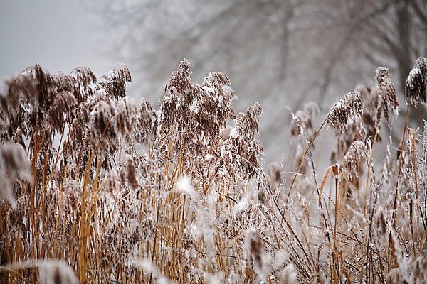 포토 JPG 해외이미지 나무 식물 계절 여행 백그라운드 크리스마스 겨울 자연 지팡이 날씨 풍경 사람없음 야외 목재 냉동 얼음 추위 안개 흰색 시골 닫기 서리 장면 흐림 눈보라 1월 벨로루시 폭설 눈내림 해외202004 해외포토 자연요소 기념일 컬러 재료 모션 눈_날씨 날짜 자연재해 생태계 파일형식 이미지허브