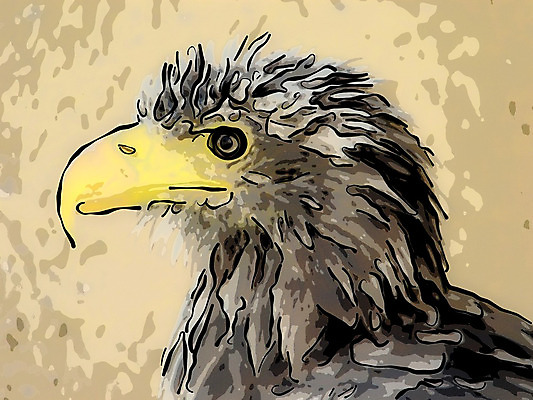 포토 JPG 해외이미지 동물 일러스트 조류 사람없음 갈색 머리 깃털 부리 독수리 해외202004 해외포토 컬러 신체부위 파일형식 이미지허브