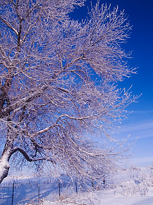 포토 JPG 해외이미지 나무 크리스마스 겨울 밭 자연 하늘 휴가 풍경 사람없음 파란색 울타리 농장 농경지 냉동 얼음 추위 백발 나뭇가지 시골 서리 내추럴 반투명 밭일 눈내림 해외202004 해외포토 자연요소 식물 헤어스타일 계절 기념일 컬러 농업 눈_날씨 담장 생태계 파일형식 이미지허브