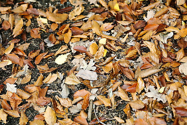 포토 JPG 해외이미지 나무 식물 계절 공원 이동 잎 겨울 오렌지 자연 건조 풍경 사람없음 야외 목재 초록색 갈색 노란색 쌓기 정원 젖음 덮개 가을 죽음 보행로 황금 떨어짐 숲 유기농 서리 내추럴 땅바닥 많음 해외202004 해외포토 웰빙 공공시설 길 컬러 컨셉 과일 재료 모션 바닥 뚜껑 생태계 파일형식 이미지허브