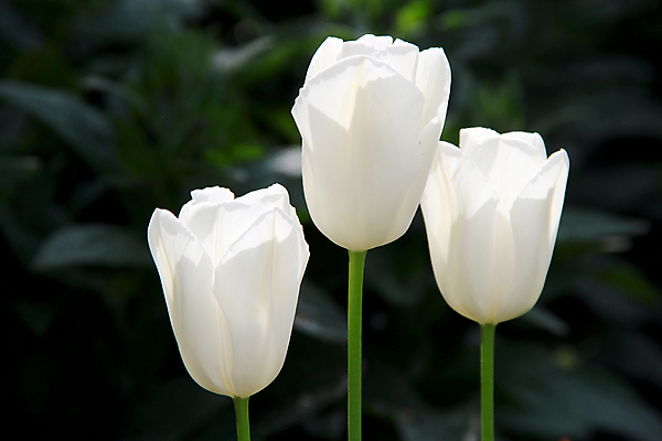 포토 JPG 해외이미지 식물 디자인 계절 공원 꽃잎 꽃 줄기 백그라운드 잎 밭 자연 잔디 사람없음 야외 초록색 빛 햇빛 태양 머리 우주 정원 맑음 봄 활발 튤립 성장 벚꽃 흰색 신선 그룹 우아함 4월 5월 화단 내추럴 멀티 정중 천진난만 해외202004 해외포토 자연요소 공공시설 컬러 컨셉 농업 날씨 신체부위 날짜 생태계 파일형식 이미지허브