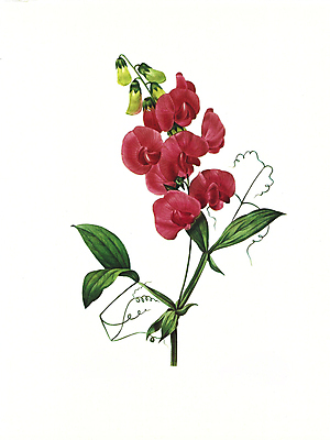 JPG 해외이미지 식물 꽃 꽃다발 일러스트 붓터치 수채화 사람없음 들꽃 그림 번짐 해외202004 해외일러스트 파일형식 효과 이미지허브