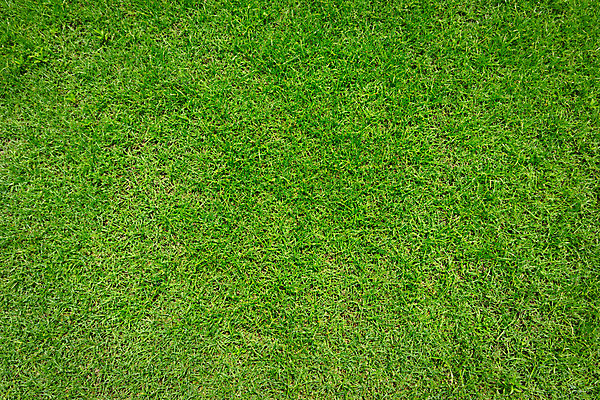 포토 JPG 해외이미지 식물 라이프스타일 스포츠 백그라운드 패턴 밭 골프 텍스트 공 자연 놀이 사람 풍경 잔디 사람없음 야외 초록색 파란색 우주 축구 성장 게임 신선 칼날 강의 땅 클럽 질감 귀족 넣기 땅바닥 플레이어 그리너리 완전 해외202004 해외포토 컬러 컨셉 무늬 농업 모션 바닥 생활 구기 생태계 파일형식 트랜드컬러 이미지허브