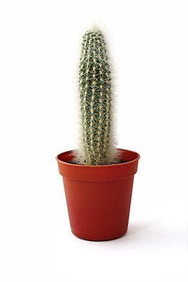 포토 JPG 해외이미지 선인장 사람없음 흰색 계획 날카로움 고립 강조 해외202004 해외포토 식물 컬러 컨셉 파일형식 이미지허브