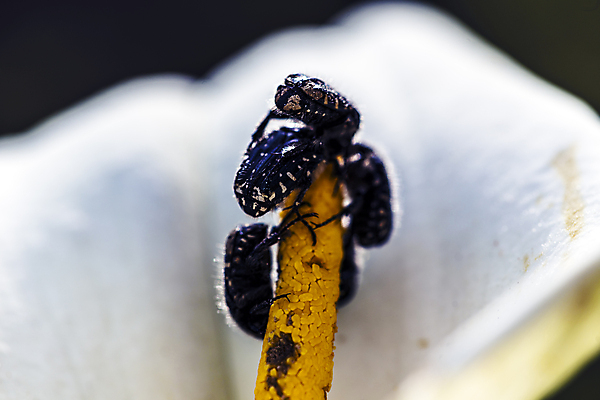 포토 JPG 해외이미지 계절 꽃잎 음식 꽃무늬 오렌지 관계 자연 날씨 협력 노동자 사람없음 햇빛 노란색 정원 검은색 힘 봄 활발 에너지 흰색 업무 그룹 벌레 수분 5월 먹기 원예 꽃가루 영양분 해외202004 해외포토 직업 꽃 컬러 곤충 컨셉 무늬 과일 모션 취미 태양 작업 날짜 가루 생태계 파일형식 이미지허브