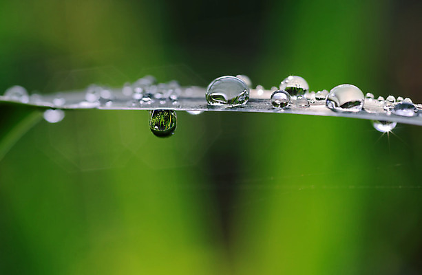 포토 JPG 해외이미지 잎 자연 사람없음 초록색 물 반사 거품 물방울 떨어짐 이슬 슬라이드 여의주 해외202004 해외포토 자연요소 식물 컬러 컨셉 생태계 파일형식 이미지허브