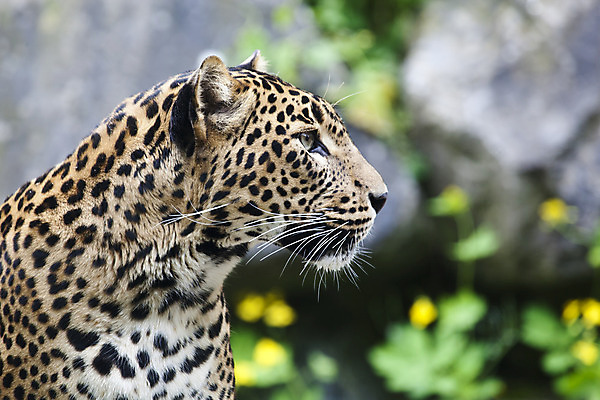 포토 JPG 해외이미지 동물 응시 얼굴 야생동물 포유류 자연 생물 수염 털 동물원 사람없음 야외 반려동물 컬러풀 평화 검은색 고양이 힘 줄무늬 흰색 점 황금 우아함 큼 결심 코 귀 육식동물 표범 노려봄 동물상 리갈 발톱 웅장함 해외202004 해외포토 시선 컬러 컨셉 무늬 발 표정 신체부위 조형물 크기 생태계 파일형식 이미지허브