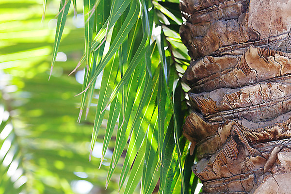 포토 JPG 해외이미지 나무 식물 계절 줄기 백그라운드 잎 자연 하늘 날씨 휴가 휴식 열대 멕시코 따뜻함 손바닥 사람없음 야외 목재 초록색 물 파란색 야자수 햇빛 맑음 미국 봄 나뭇가지 연못 큼 뿌리 발리 아르헨티나 로스앤젤레스 깊이 부에노스아이레스 해외202004 해외포토 자연요소 손 컬러 섬 컨셉 북아메리카 재료 태양 남아메리카 크기 생태계 인도네시아 파일형식 이미지허브