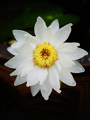 포토 JPG 해외이미지 식물 계절 공원 꽃잎 꽃 아시아 분홍색 잎 꽃무늬 태국 자연 휴식 사람없음 야외 초록색 물 반사 노란색 환경 정원 보라색 벚꽃 흰색 연못 신용카드 개화 명상 엽서 이국적 해외202004 해외포토 자연요소 공공시설 나라 컬러 컨셉 무늬 금융 편지 생태계 파일형식 이미지허브