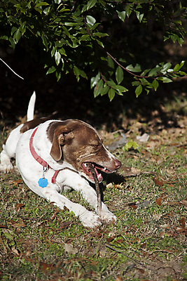 포토 JPG 해외이미지 동물 라이프스타일 응시 새끼 포즈 포유류 자연 피곤 사람없음 반려동물 갈색 머리카락 머리 평화 침묵 가을 흰색 점 기다림 구출 개 강아지 고독 모피 사냥 사냥개 육식동물 사냥꾼 송곳니 기르기 동반자 신앙심 주목 충고 해외202004 해외포토 직업 시선 계절 감정 컬러 컨셉 모션 생활 신체부위 소리 도움 치아 생태계 돌봄 파일형식 이미지허브