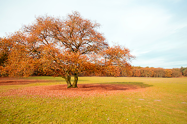 포토 JPG 해외이미지 나무 식물 잎 밭 자연 사람없음 야외 컬러풀 가을 시골 숲 네덜란드 해외202004 해외포토 계절 유럽 컬러 농업 생태계 파일형식 이미지허브