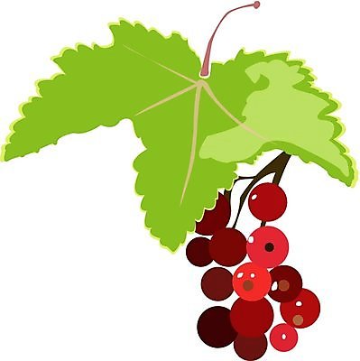 EPS 해외이미지 식물 디자인 열매 음식 잎 과일 일러스트 자연 디저트 건강 미술 빨간색 초록색 정원 성장 신선 우아함 달콤 맛 다발 먹기 생태계 무침 시트 내추럴 건포도 숙성 정교 스타일 해외202004 해외일러스트 컬러 컨셉 모션 포도 문화예술 건과일 파일형식 벡터 이미지허브