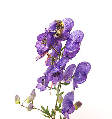 포토 JPG 해외이미지 식물 1 계절 공원 꽃잎 꽃 꽃다발 백그라운드 잎 꽃무늬 밭 자연 사람없음 야외 가로 초록색 파란색 컬러풀 정원 희망 봄 벚꽃 흰색 신선 독약 닫기 묘사 꽃가루 내추럴 고립 호박벌 해외202004 해외포토 공공시설 감정 컬러 무늬 농업 모션 벌_곤충 가루 생태계 파일형식 이미지허브