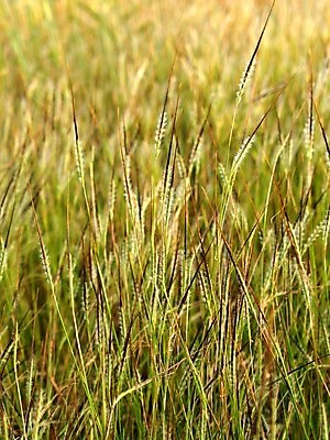 포토 JPG 해외이미지 식물 꽃잎 꽃 분홍색 꽃무늬 오렌지 자연 국화 사람없음 빨간색 여름 세트 컬러풀 장미 노란색 보라색 봄 활발 벚꽃 흰색 신선 개화 그룹 난초 변화 선택 백합 자르기 수집 달리아 제비꽃 묘사 코스모스 데이지 붓꽃 고립 섞기 아욱 많음 피튜니아 해외202004 해외포토 계절 컬러 컨셉 무늬 과일 모션 생태계 파일형식 이미지허브