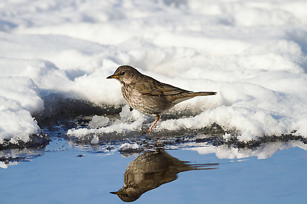 포토 JPG 해외이미지 동물 1 야생동물 겨울 자연 조류 사람없음 야외 가로 갈색 얼음 서리 해외202004 해외포토 자연요소 계절 컬러 생태계 파일형식 이미지허브