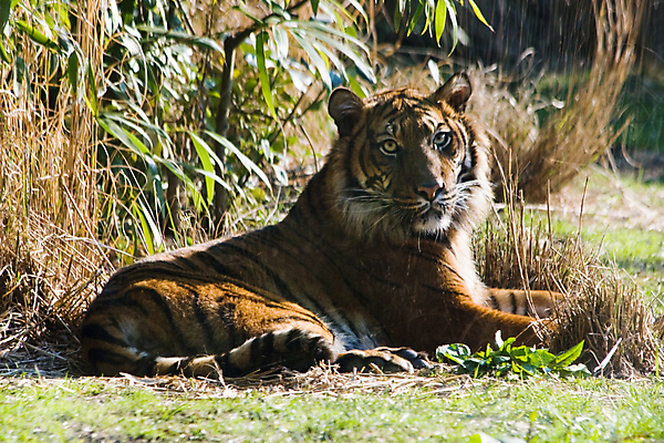 포토 JPG 해외이미지 동물 야생동물 오렌지 포유류 가족 휴식 수염 털 동물원 동양인 사람없음 고양이 줄무늬 관찰 호랑이 먹이 먹기 사냥 육식동물 시베리아 웅장함 해외202004 해외포토 컨셉 무늬 과일 관계 모션 인종 반려동물 파일형식 이미지허브