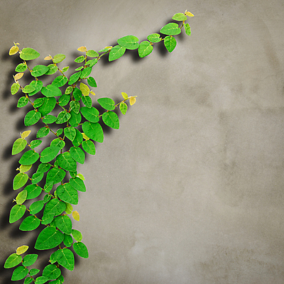 포토 JPG 해외이미지 나무 식물 벽 백그라운드 컨셉 건축양식 텍스트 자연 벽지 표면 날씨 프레임 사람없음 건물 회색 질감 시멘트 고정 콘크리트 카피스페이스 해외202004 해외포토 건축물 건축 컬러 공백 생태계 파일형식 이미지허브