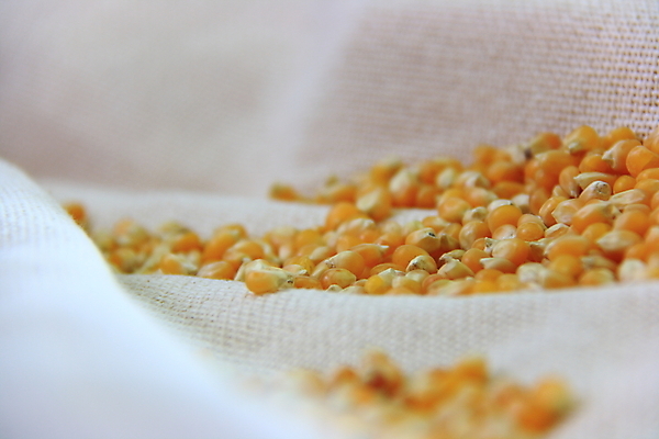 포토 JPG 해외이미지 음식 백그라운드 농업 채소 건강 옥수수 사람없음 농장 신선 낟알 유기농 알맹이 날것 해외202004 해외포토 웰빙 산업 곡류 파일형식 이미지허브