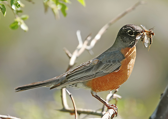 포토 JPG 해외이미지 나무 음식 곤충 자연 조류 앉기 사람없음 작음 사냥 부리 해외202004 해외포토 식물 동물 모션 크기 생태계 파일형식 이미지허브