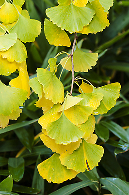 포토 JPG 해외이미지 나무 식물 계절 공원 백그라운드 잎 겨울 오렌지 자연 사람없음 야외 빨간색 갈색 노란색 가을 12월 11월 10월 해외202004 해외포토 공공시설 컬러 과일 날짜 생태계 파일형식 이미지허브