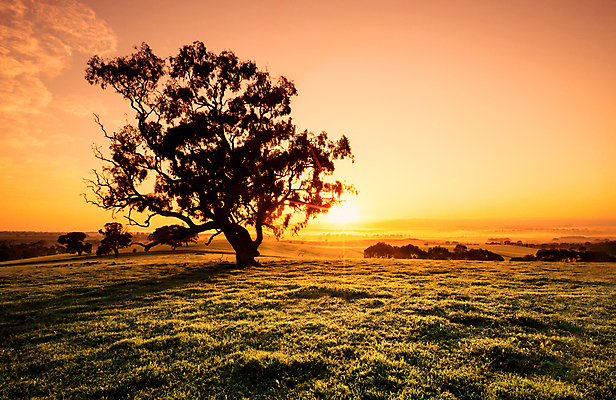 포토 JPG 해외이미지 나무 실루엣 여행 밭 오렌지 자연 벽지 하늘 휴가 그림자 풍경 사람없음 야외 초록색 농장 일출 일몰 봄 안개 시골 신선 호주 해외202004 해외포토 식물 계절 컬러 농업 과일 날씨 촬영기법 노을 오세아니아 생태계 파일형식 이미지허브